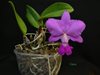 Cattleya walkeriana ('Cambara' x 'Bertona') 